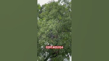 Lựa chọn cây bố mẹ lấy mắt ghép | #nguyenthaiduongboket #câygiốngbồkết #bồkết