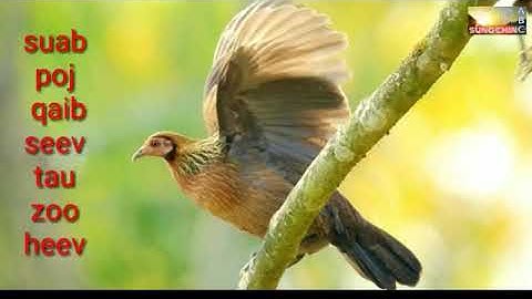 Suab poj qaib seev cuab tuaj zoo 2020