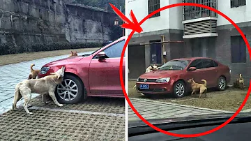Proč se zajistit psa v autě?