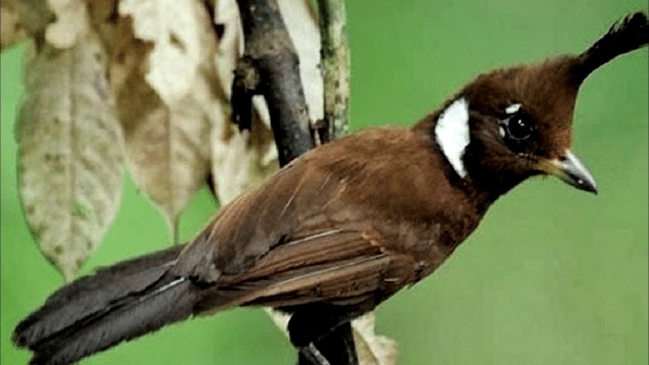 Suara Burung Cililin HD 