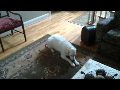 Dog getting sprayed with silly string