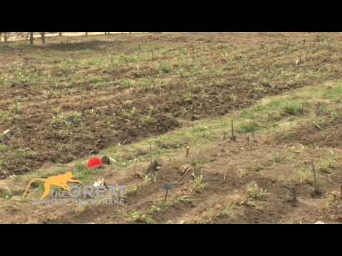 Farming in Kenya