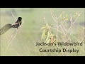 Jackson&#39;s Widowbird