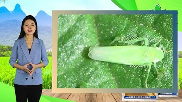 Thuốc trừ sâu CAYMANGOLD 33 WP  đặc trị rệp sáp rệp vảy, rầy nâu , rầy xanh , bọ trĩ  bọ phấn trắng