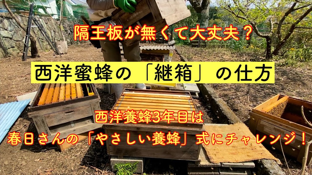 【セイヨウミツバチ】西洋蜜蜂の「継箱」。。。西洋養蜂3年目は尊敬する春日さんの「やさしい養蜂」式にチャレンジ！　さあ上手くいくかな？