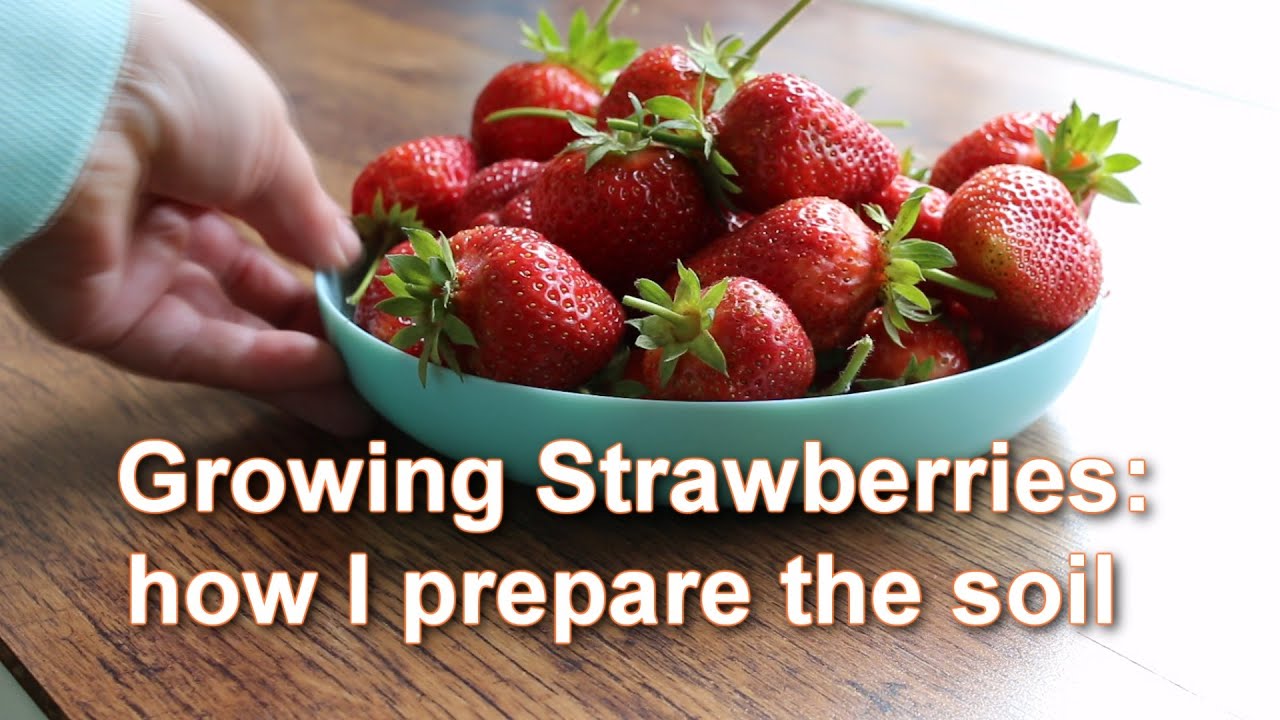 How I'm Growing Strawberries in my Garden: Preparing of Soil for ...