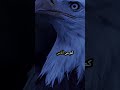 عن الوفاء والاخلاص