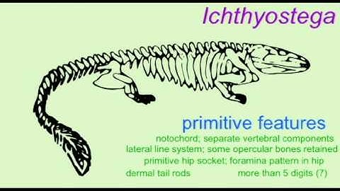 PL1: ICHTHYOSTEGA AND THE EVOLUTION OF TETRAPODS