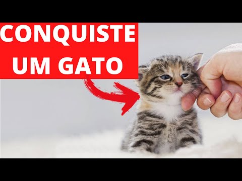 Vídeo: Gato Kalimantan: Aparência, Habitat, Estilo De Vida, Foto