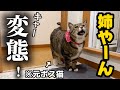 23歳一人暮らし。元ボス猫を家族に迎えたらストーカー被害がすごいのでそろそろ被害届を出そうか悩んでます