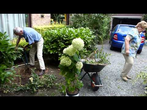 Video: Hortensia In Die Oeral (59 Foto's): Plant En Versorg Tuinhortensia In Die Oop Veld. Groeiende Winterharde Paniekhortensia En Ander Spesies En Variëteite