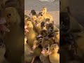 Ducks#chicks#pakistan#cargo#link#detail#in#profile#foryoushorts