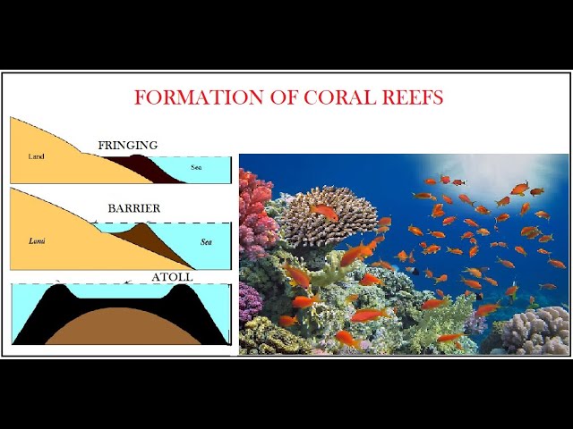 CAPE Geography unit 1: Theories of Coral Reef Formation 