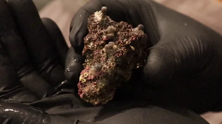 How to make a ZOA GARDEN from Frags on Plugs!!