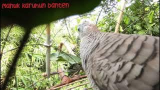 Pikat burung perkutut Adu mental sama burung penunggu makan keramat