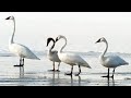 Challenges and Strategies of Swans