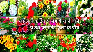 अप्रैल में कटिंग से लगाये जाने वाले 25 परमानेंट फूलों के पौधेHow To Grow Flower Plant From Cuttings