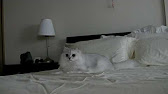Journey through fluffy cat valley - YouTube