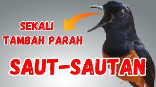 PANCINGAN PAGI SORE MURAI BATU GACOR JADIKAN MURAI BATU NYAUT BUNYI GACOR