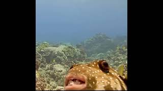 Download Lagu Aloha | MEGA Lab Cam | Hawaii live stream MP3 Download Lagu Aloha | MEGA Lab Cam | Hawaii live stream MP3