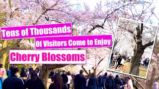 Tens of Thousands Flock to Behold the Cherry Blossoms at High Park Toronto This Spring