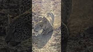 Leopard Crawl—African Safari Wildlife Documentary (4K) | Subscribe to African Safari Guide