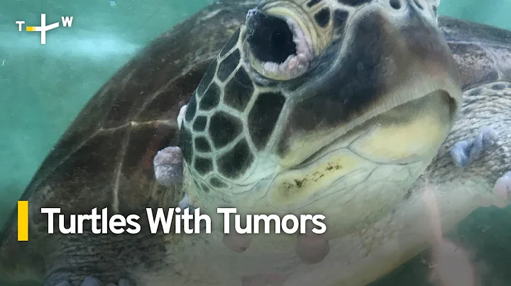 More Sea Turtles Appear With Tumors Around Taiwan | TaiwanPlus News - DayDayNews