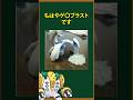 ポケモン ヤバい公式ポケモングッズ3選 ポケモン ヤバい公式ポケモングッズ3選