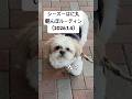【シーズー】はに丸の朝んぽルーティン（2026.1.4） #シーズー #shihtzu #可愛い #dog #犬のいる生活