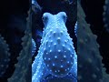 It Has 9 Brains, 3 Hearts & Escapes Aquariums at Night 🐙"