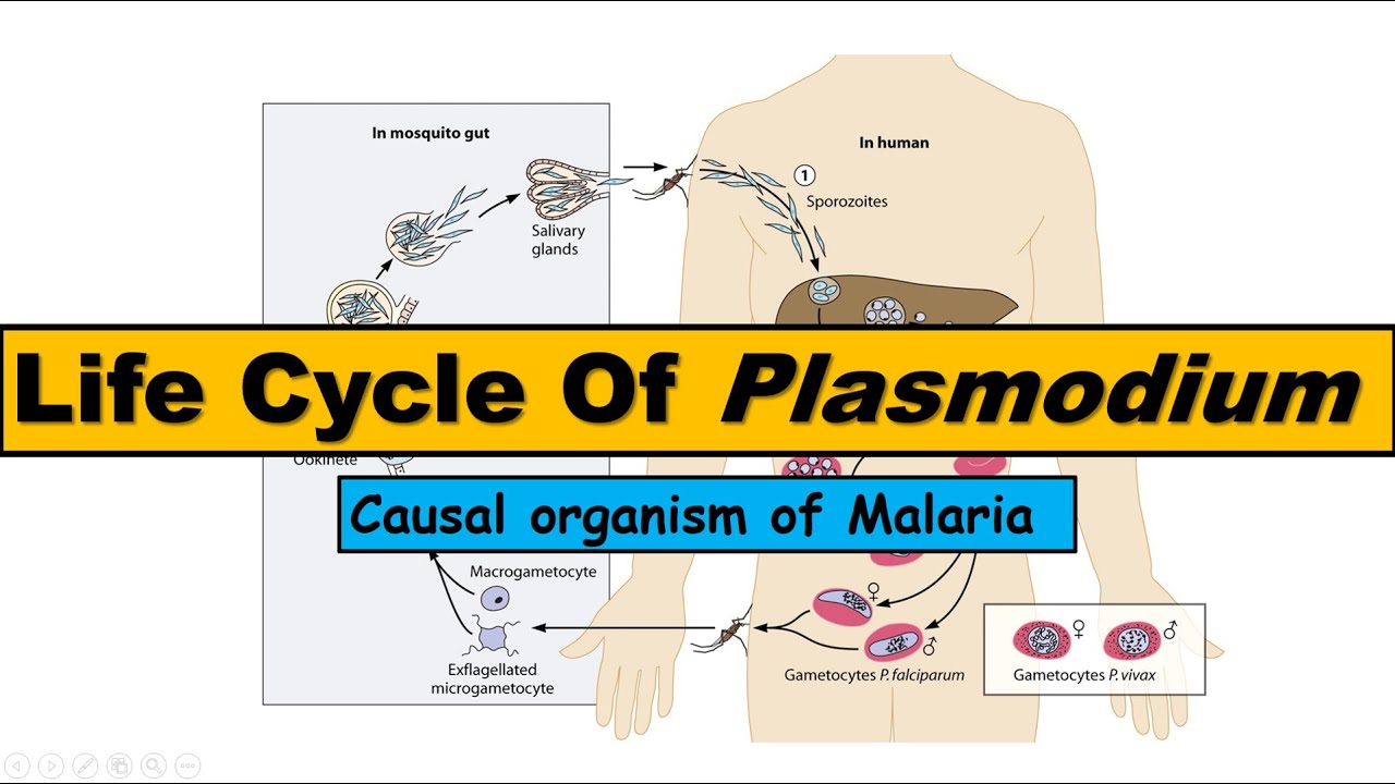 Plasmodium malária és annak életciklusa A malária plazmodium eritrocitikus formája