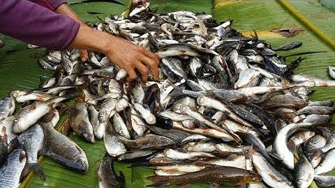 Yos Hav Zoov 2018 Mus Noj  Ntses, Tua Npua Teb, Cuab Qaib Qus