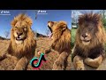 Amazing Lion Moments.. The King of the Forest.. Tiktok Compilation..