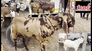Rajasthan bakra mandi Tonk goat market live updet cover with price 1th may 2024