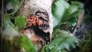 Thysanoptera larvae (Thrips larva / Trips larven) - Native terrarium