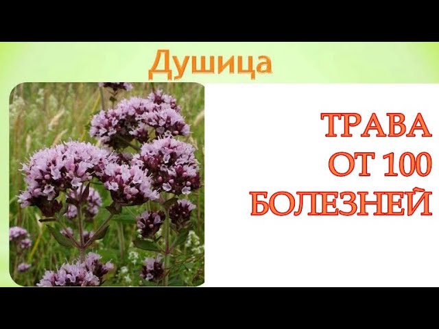 ДУШИЦА (ОРЕГАНО) - трава ДОЛГОЖИТЕЛЕЙ, секрет СТАРОВЕРОВ, лечит инфекции, воспаления / Фролов Ю.А.