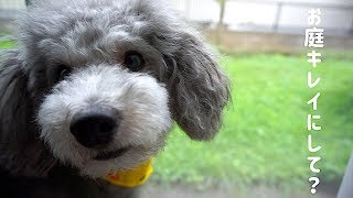 🐶庭掃除をして愛犬と遊びたい。【トイプードルのグリィ】【dog】【toy poodle】