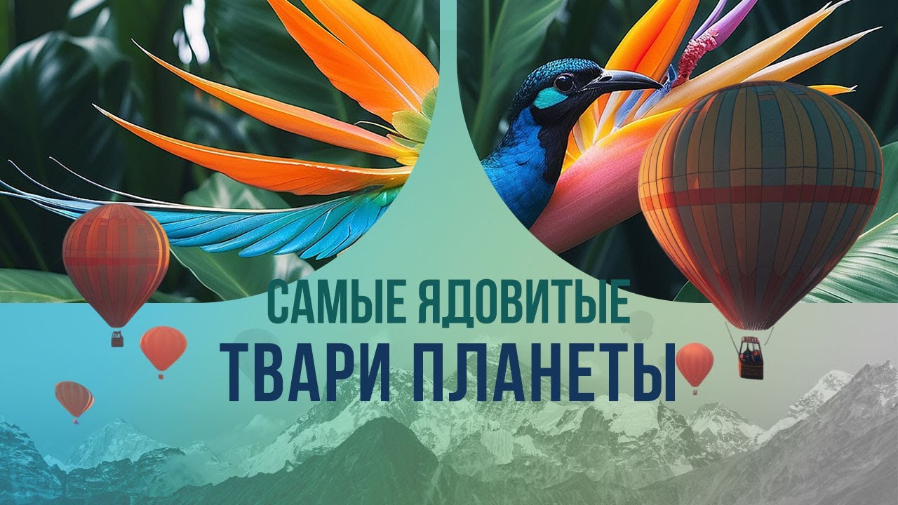 Самые ядовитые твари планеты. Что не так с райскими птицами из Новой Гвинеи?