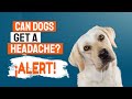 🐶¿Can DOGS GET a HEADACHE?