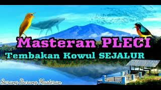 Masteran PLECI Tembakan Kowul,Cerrr SEJALUR Kualitas Suara Jernih