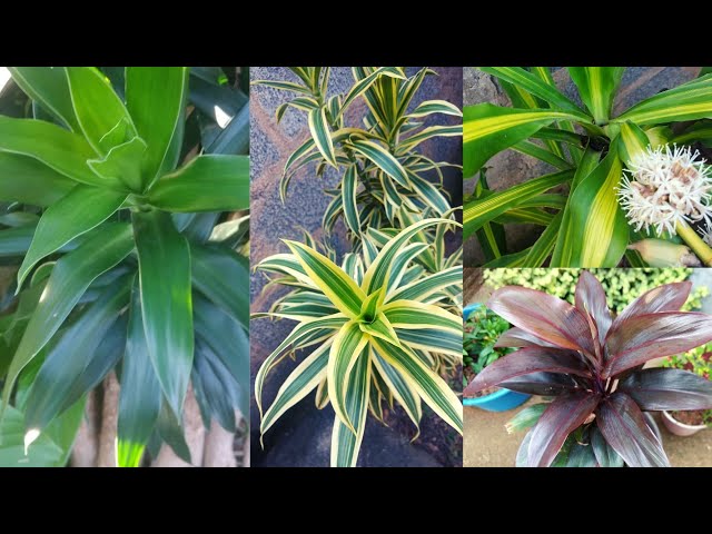 4 tipos de Dracena que cultivo no meu quintal.