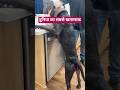 Pitbull available #pitbull #puppy #short #shorts #mumbai #mumbaikar #viralvideo #doglove #pets #yt
