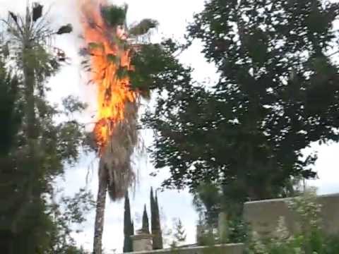 tree struck by lightning
