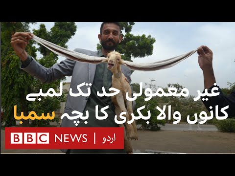 Simba: Pakistani goat with world's longest ears! - BBC URDU