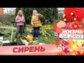 Сажаем сирень правильно!