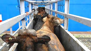 Cattle Loading Video Knowing This Will Change Your Look At Transport For Ever