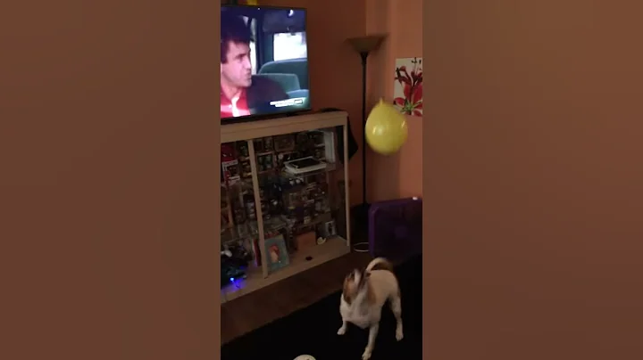 My dog love balloons