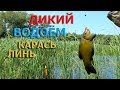 Рыбалка на поплавок.ЛИНЬ,КАРАСЬ... ДИКИЙ ВОДОЁМ.