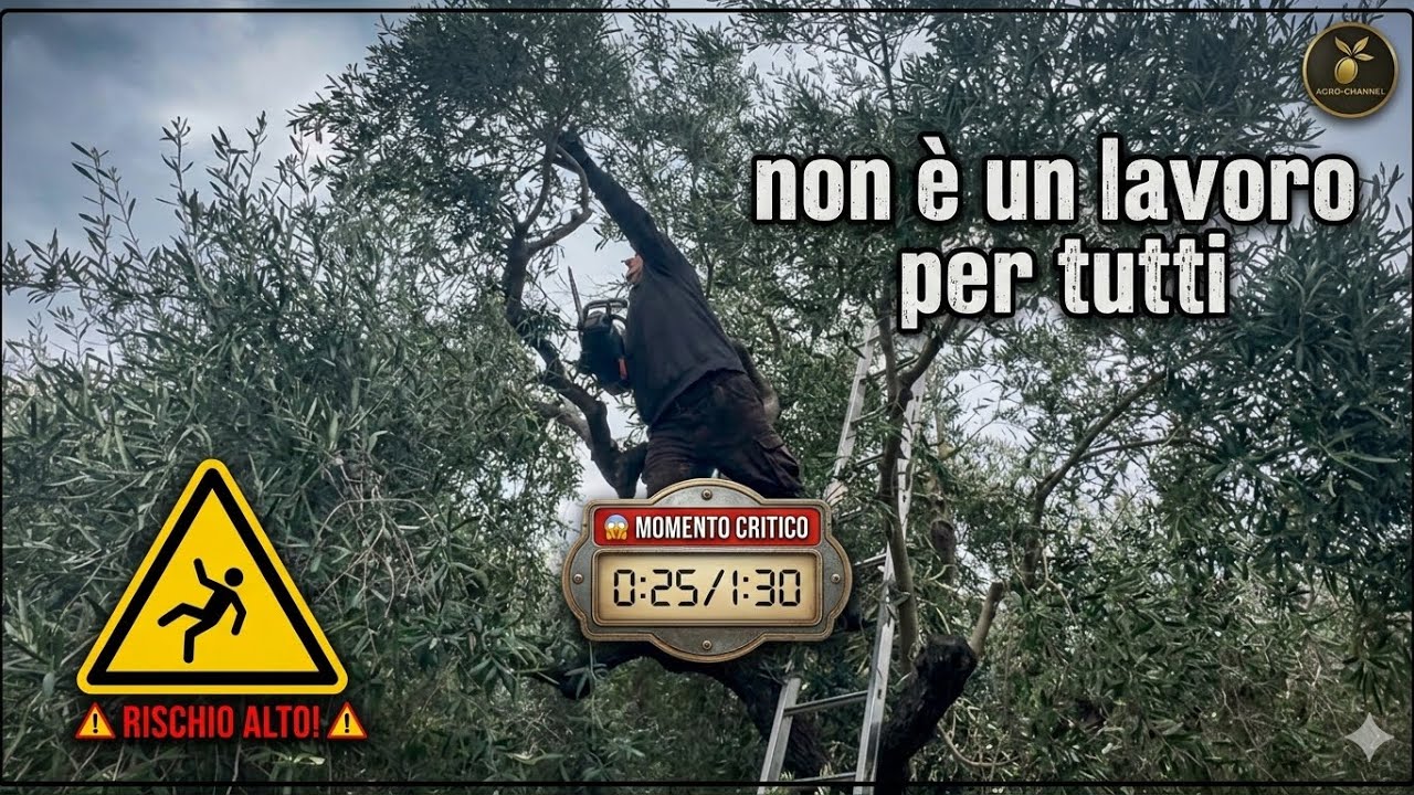 Il segreto del nostro Olio EVO inizia da qui 🤫🌿