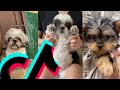 The Most Awesome Shih Tzu TikTok Compilation | Dogs Of TikTok